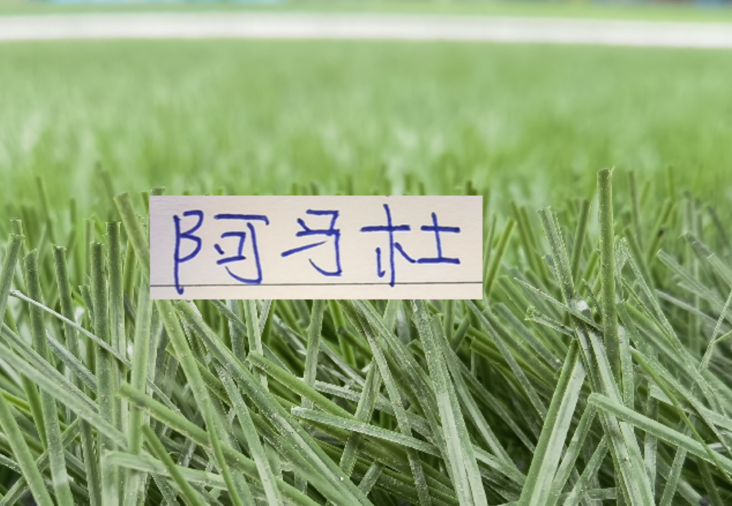 世界杯高清平台-想不到！连阿马杜离开申花 都引起争议 期待他在重庆穿10号表现吗